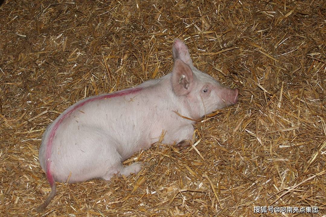 仔猪补硒中毒什么原因（仔猪缺硒会引起哪些疾?。?硒宝网