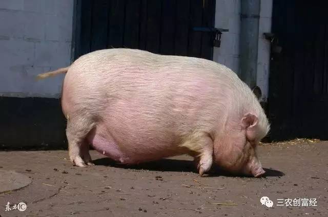 仔猪补硒中毒什么原因（仔猪缺硒会引起哪些疾病）-硒宝网