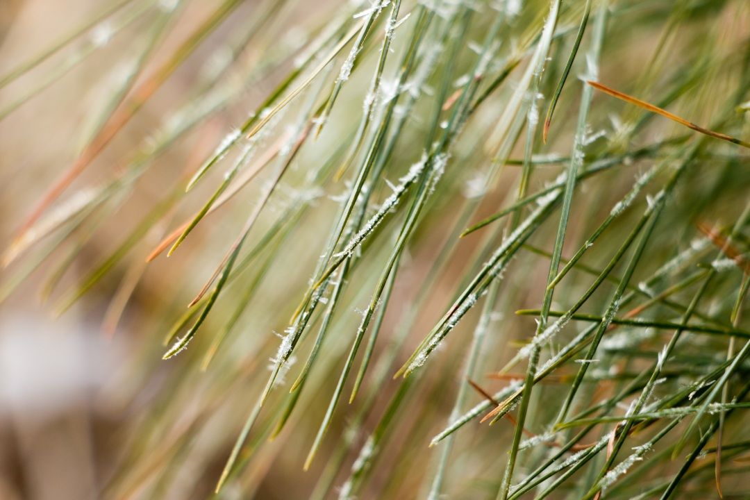 补硒对肾脏有哪些好处（好处补肾脏硒有哪些）-硒宝网