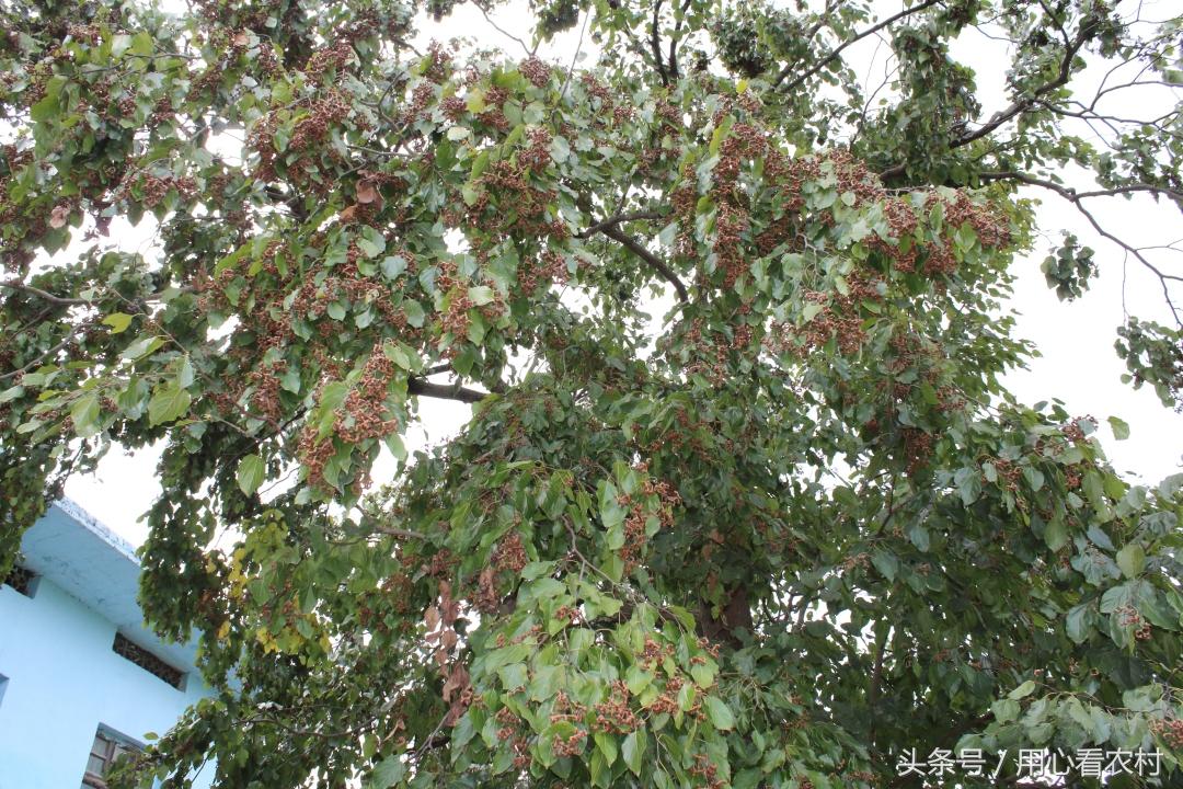 补硒真的能防癌抗癌吗（硒防癌抗癌吗）-硒宝网