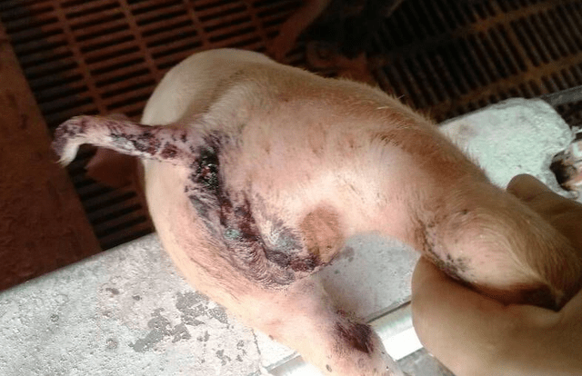 15日龄仔猪补多少硒(15日龄仔猪补多少硒)-硒宝网