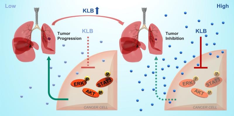 肺癌患者为什么要补硒（肺癌患者为什么要补硒）-硒宝网