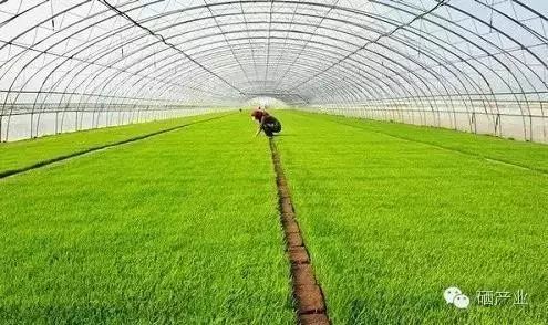 癌症病人补硒用量多少（癌症用量病人补硒有用吗）-硒宝网