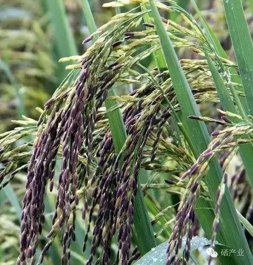 癌症病人补硒用量多少（癌症用量病人补硒有用吗）-硒宝网