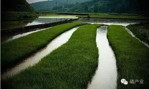 癌症病人补硒用量多少（癌症用量病人补硒有用吗）-硒宝网