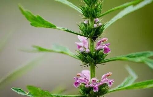 肺上有结节可以补硒吗（肺上有结节可以补硒吗）-硒宝网