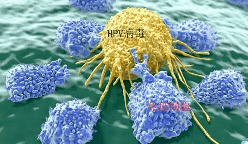 补硒为什么感觉宫颈疼(补宫颈的食物)-硒宝网