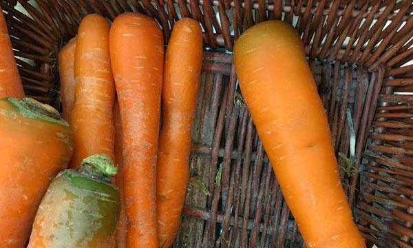 hpv补维生素还是硒(hpv感染补硒补充维生素c)-硒宝网