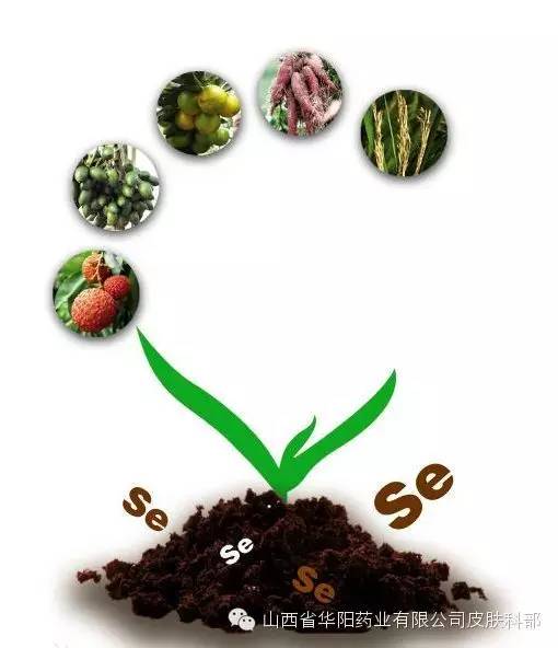 癌症补硒康胶囊吃多少(癌症补硒康胶囊吃多少)-硒宝网