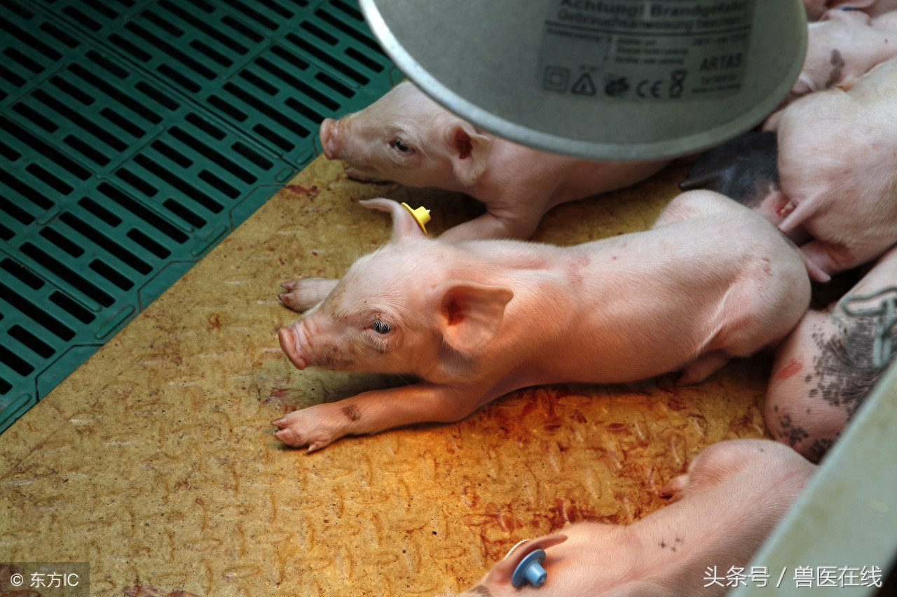 过量补硒对肝脏的危害(补硒对肝)-硒宝网