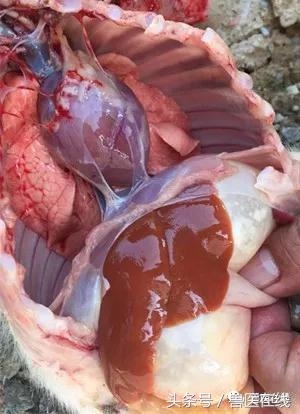 过量补硒对肝脏的危害(补硒对肝)-硒宝网