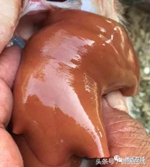 过量补硒对肝脏的危害(补硒对肝)-硒宝网