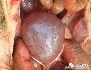 过量补硒对肝脏的危害(补硒对肝)-硒宝网