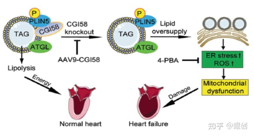 血管有斑块补硒有用吗（有血管补斑块硒用量多少）-硒宝网