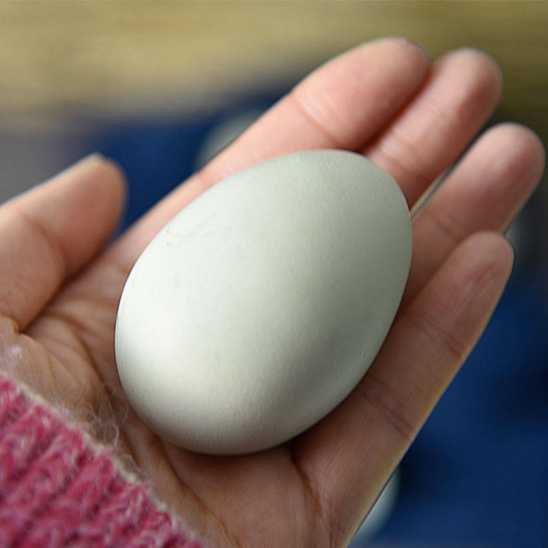 腌鸡蛋补硒鸡蛋可以吗（腌鸡蛋用加碘盐行么）-硒宝网