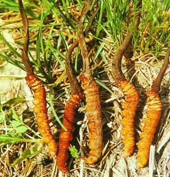 硒是补身体的什么东西(硒是补身体的什么东西)-硒宝网