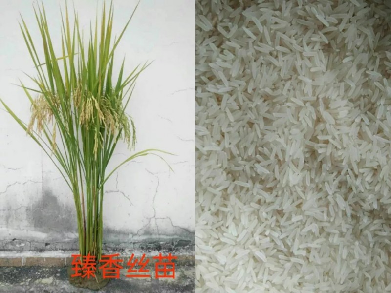 化疗患者补硒的重要性(化疗患者补硒的重要性)-硒宝网