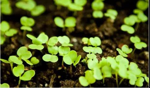 化疗患者补硒的重要性(化疗患者补硒的重要性)-硒宝网