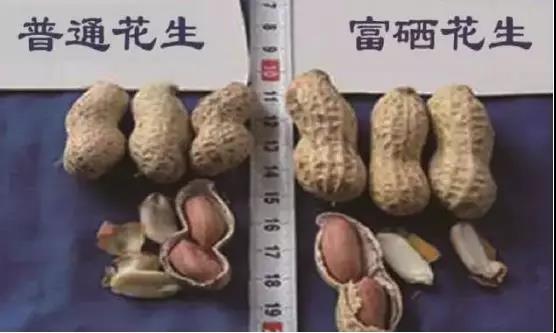 化疗患者补硒的重要性(化疗患者补硒的重要性)-硒宝网