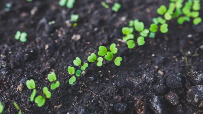 甲状腺癌补硒吃什么好（甲状腺癌手术后能补硒）-硒宝网