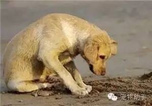 狗狗补硒过量会怎么样(狗狗补硒过量会怎么样)-硒宝网