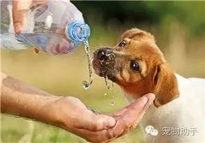 狗狗补硒过量会怎么样(狗狗补硒过量会怎么样)-硒宝网