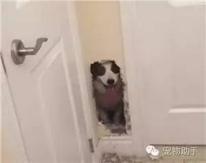 狗狗补硒过量会怎么样(狗狗补硒过量会怎么样)-硒宝网