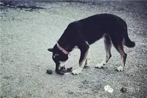 狗狗补硒过量会怎么样(狗狗补硒过量会怎么样)-硒宝网