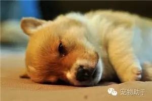 狗狗补硒过量会怎么样(狗狗补硒过量会怎么样)-硒宝网