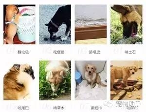 狗狗补硒过量会怎么样(狗狗补硒过量会怎么样)-硒宝网