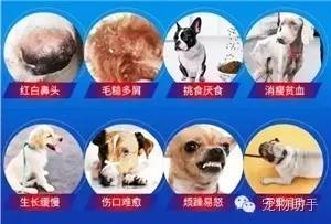 狗狗补硒过量会怎么样(狗狗补硒过量会怎么样)-硒宝网