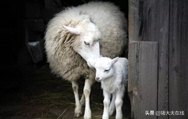 补硒会造成口腔溃疡吗（吃硒容易得口腔溃疡吗）-硒宝网