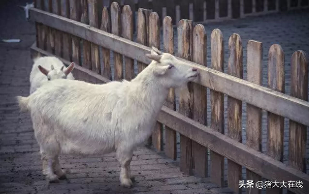 补硒会造成口腔溃疡吗（吃硒容易得口腔溃疡吗）-硒宝网