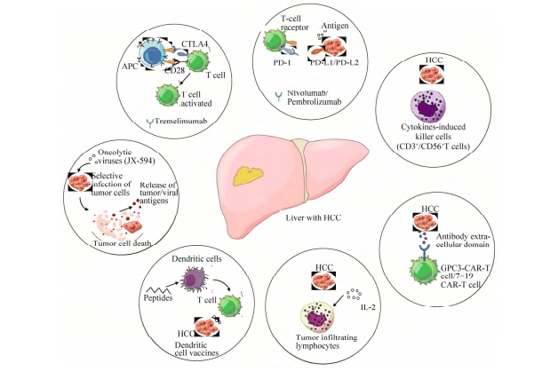 患了肝癌补硒还有用吗（患补肝癌硒用什么药）-硒宝网