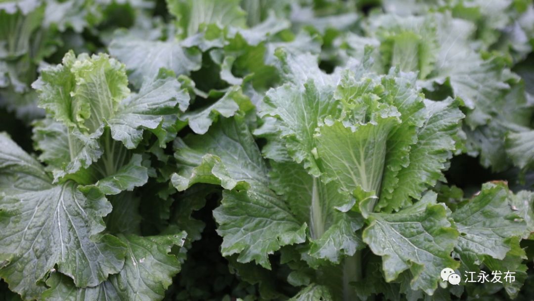 富硒有机蔬菜(富硒有机蔬菜)-硒宝网