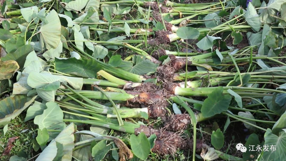 富硒有机蔬菜(富硒有机蔬菜)-硒宝网