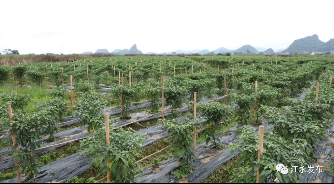 富硒有机蔬菜(富硒有机蔬菜)-硒宝网