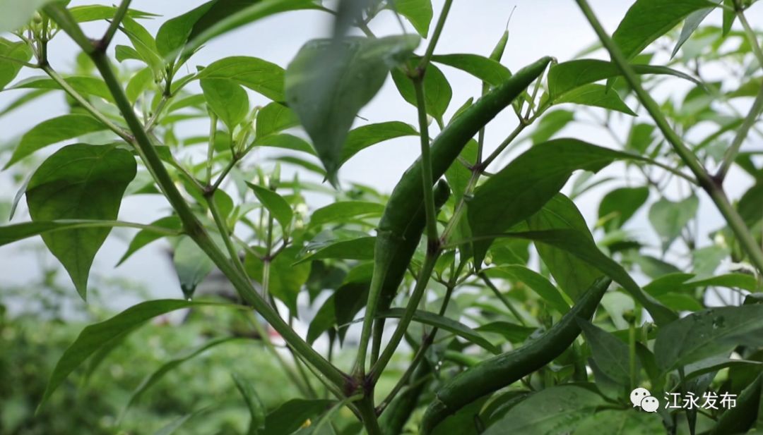 富硒有机蔬菜(富硒有机蔬菜)-硒宝网