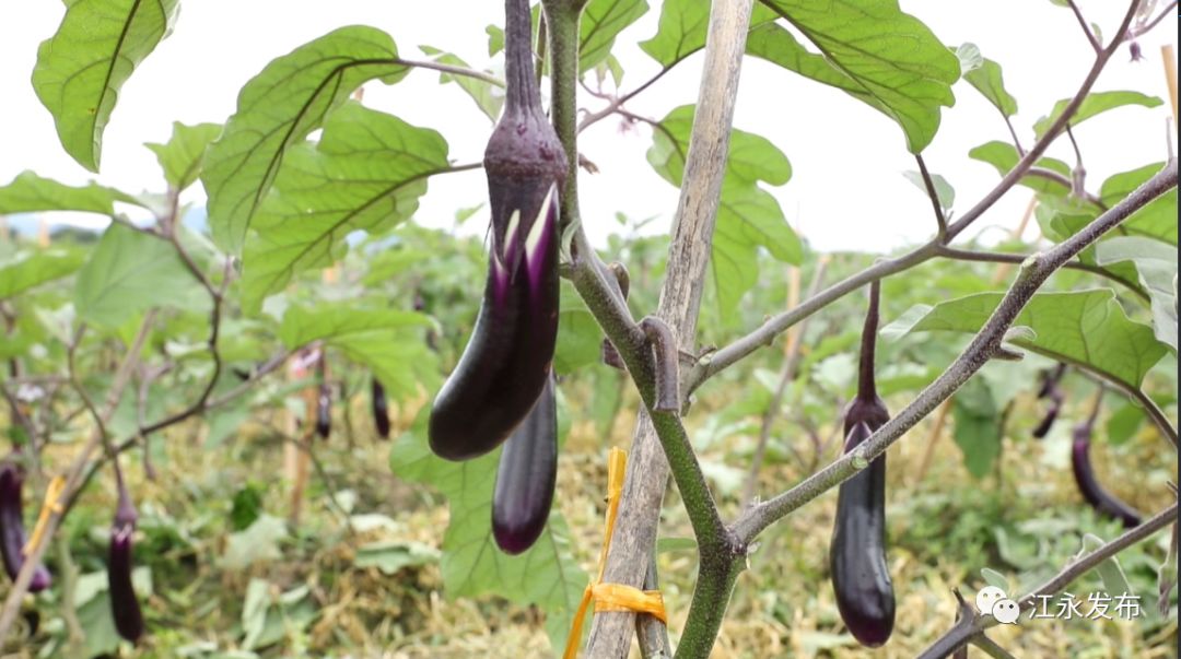 富硒有机蔬菜(富硒有机蔬菜)-硒宝网