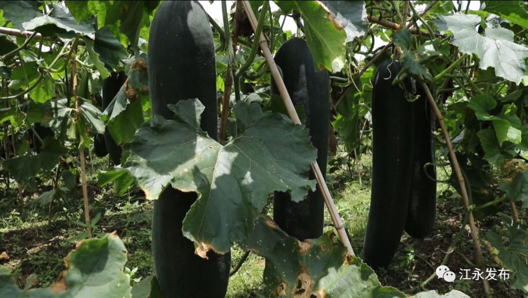 富硒有机蔬菜(富硒有机蔬菜)-硒宝网