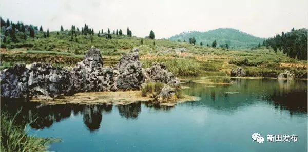 富硒有机蔬菜(蔬菜机富硒有什么作用)-硒宝网