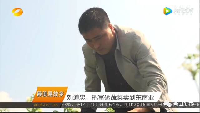 富硒有机蔬菜(蔬菜机富硒有什么作用)-硒宝网