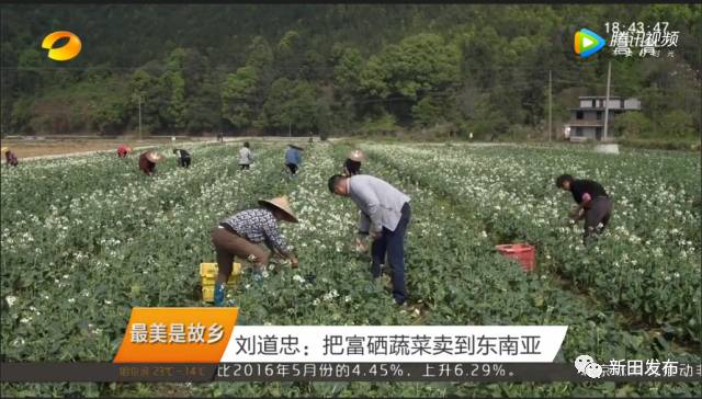 富硒有机蔬菜(蔬菜机富硒有什么作用)-硒宝网