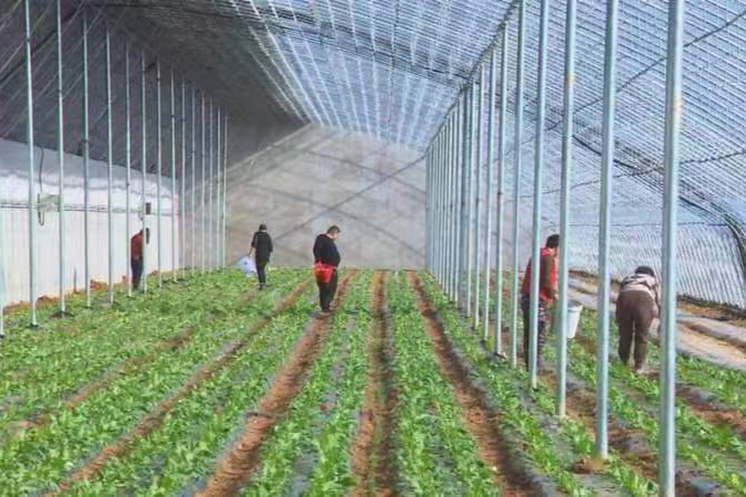 富硒水果蔬菜（蔬菜水果富硒含量排名）-硒宝网