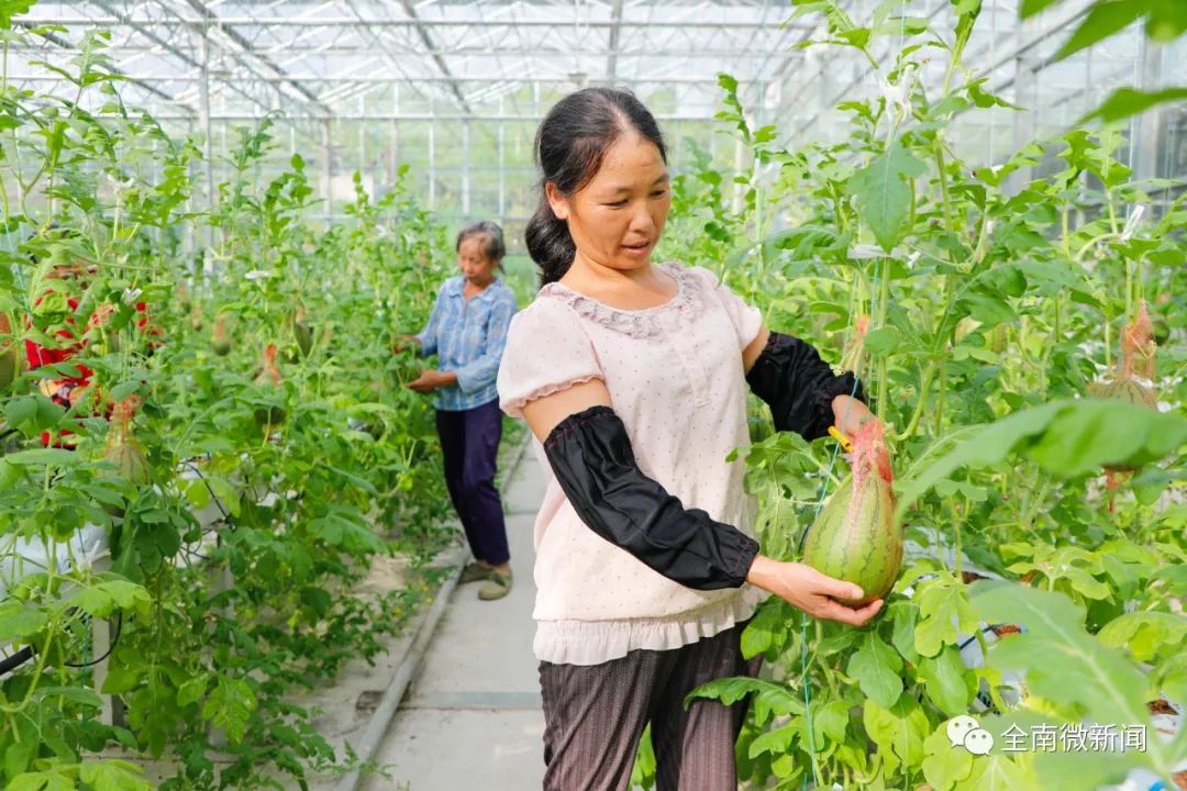 富硒有机蔬菜（蔬菜机富硒有什么用）-硒宝网