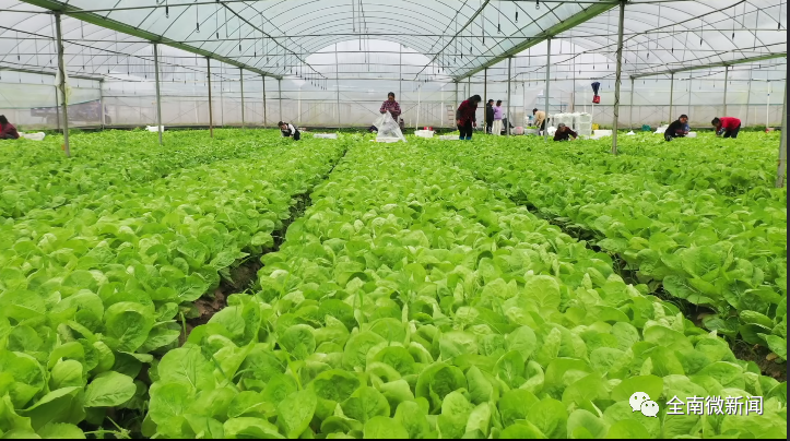 富硒有机蔬菜（蔬菜机富硒有什么用）-硒宝网