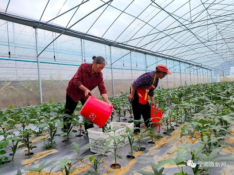 富硒有机蔬菜（蔬菜机富硒有什么用）-硒宝网