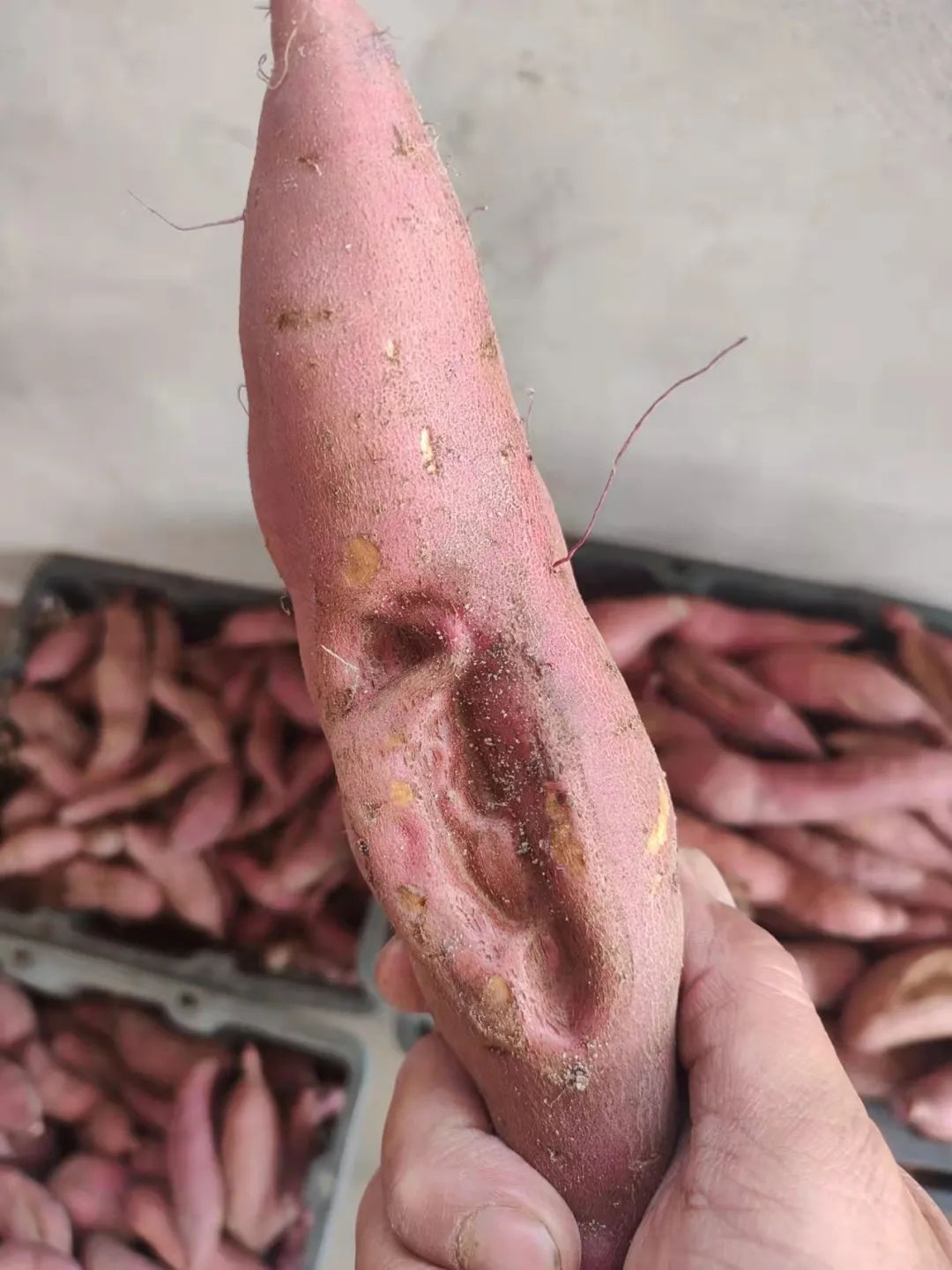 海南富硒地瓜(海南地瓜富硒含量多少)-硒宝网