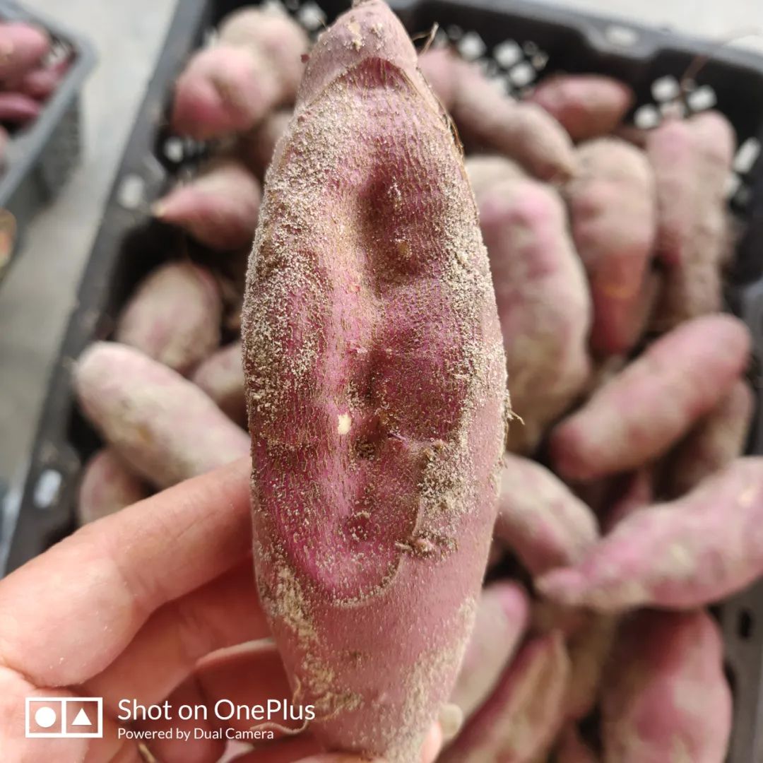 海南富硒地瓜(海南地瓜富硒含量多少)-硒宝网