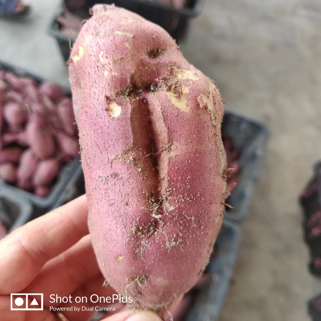 海南富硒地瓜(海南地瓜富硒含量多少)-硒宝网